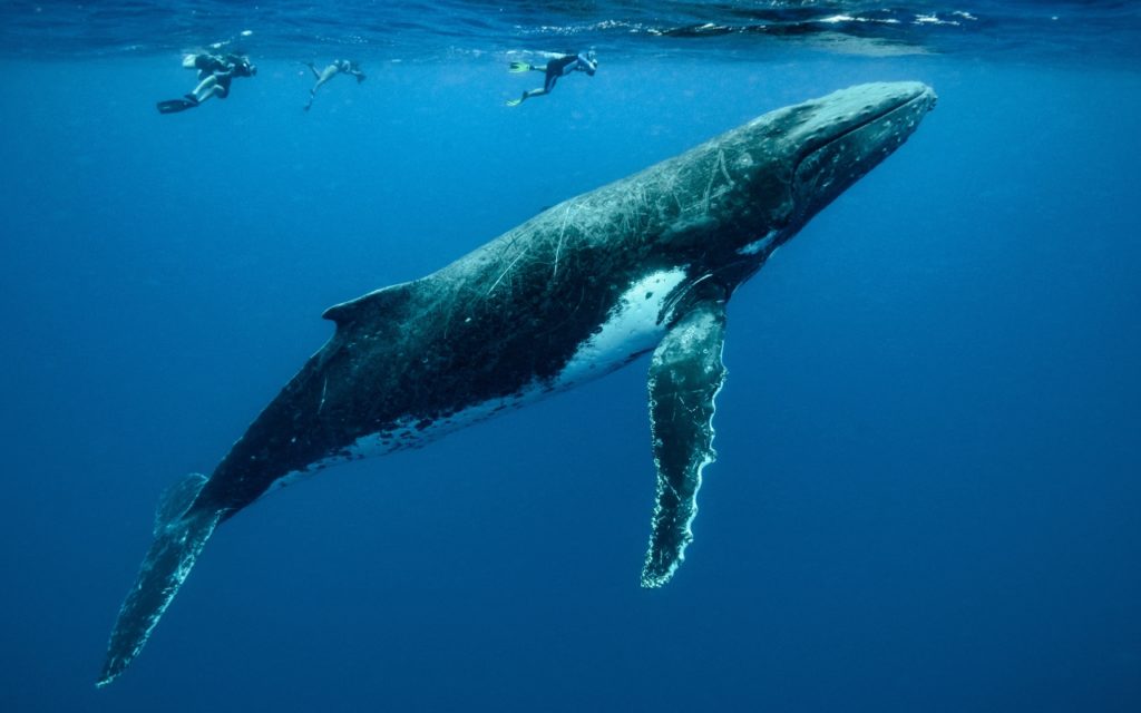patrimonio de ballenas en Tenerife