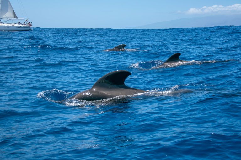 Family dolphins smimming in the blue ocean in Tenerife,Spain