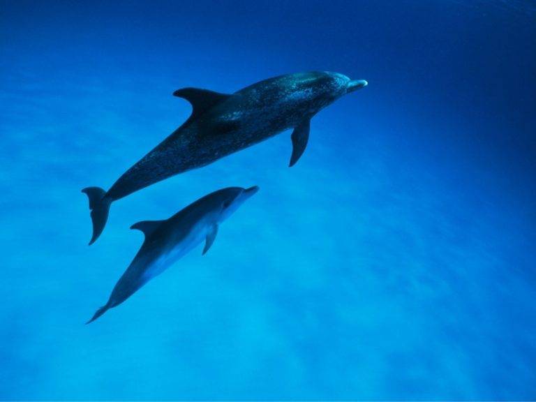 Delfines moteados