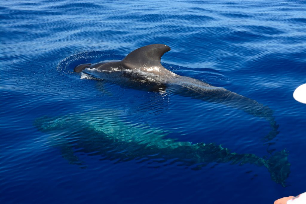 Avistamiento de delfines patrimonio de ballenas en Tenerife
